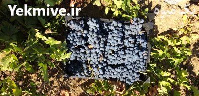 انگور سیاه شانی مریوان در کردستان در گروه خرید و فروش انگور در یکمیوه -عکس1