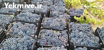 انگور سیاه شانی مریوان در کردستان در گروه خرید و فروش انگور در یکمیوه -عکس2