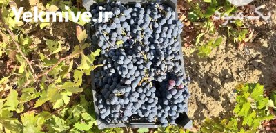 انگور سیاه شانی مریوان در کردستان در گروه خرید و فروش انگور در یکمیوه -عکس3