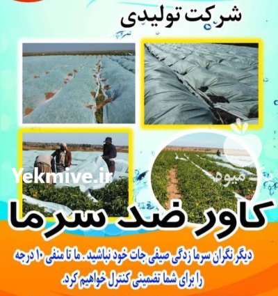 کاور ضد سرما گوجه در اسدیه در گروه خرید و فروش توری گلخانه در یکمیوه -عکس1