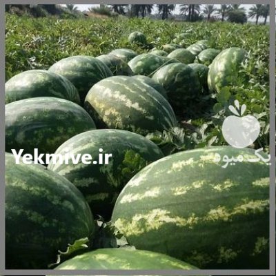 بذر هندوانه هولار کرست در بندرعباس در گروه خرید و فروش بذر هندوانه در یکمیوه -عکس1