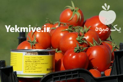 بذر گوجه فرنگی افرا AFRA 036 در اهواز در گروه خرید و فروش بذر گوجه در یکمیوه -عکس2