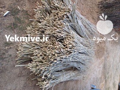 نهال صنوبر سفید قلمه وشو در ارومیه در گروه خرید و فروش نهالستان در یکمیوه -عکس1