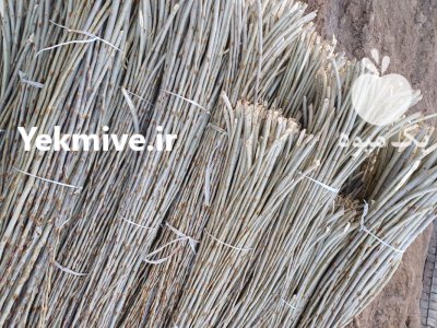 نهال صنوبر سفید قلمه وشو در ارومیه در گروه خرید و فروش نهالستان در یکمیوه -عکس3