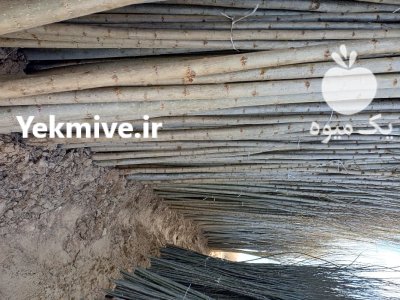 نهال صنوبر دسته کلنگ به بالا در همدان در گروه خرید و فروش نهال صنوبر در یکمیوه -عکس1