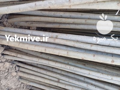 نهال صنوبر دسته کلنگ به بالا در همدان در گروه خرید و فروش نهال صنوبر در یکمیوه -عکس4