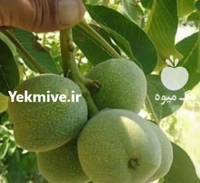 عمده نمونه نهال های مثمر باردهی در تهران در گروه خرید و فروش نهال در یکمیوه -عکس1