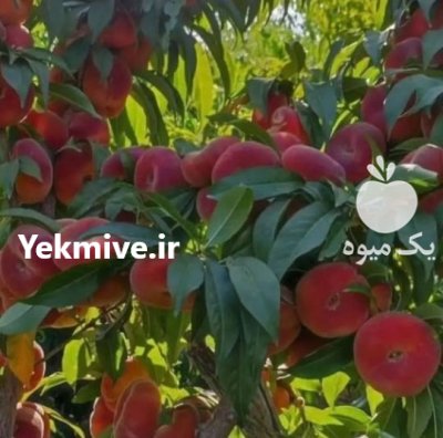 عمده نمونه نهال های مثمر باردهی در تهران در گروه خرید و فروش نهال در یکمیوه -عکس2