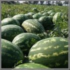 بذر هندوانه هولار کرست در بندرعباس در گروه خرید و فروش بذر هندوانه در یکمیوه