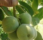 عمده نمونه نهال های مثمر باردهی در تهران