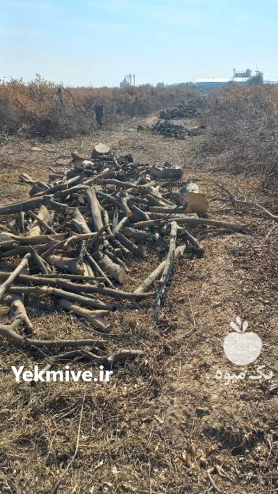 چوب فروش چوب در شیراز در گروه خرید و فروش انواع چوب در یکمیوه -عکس2