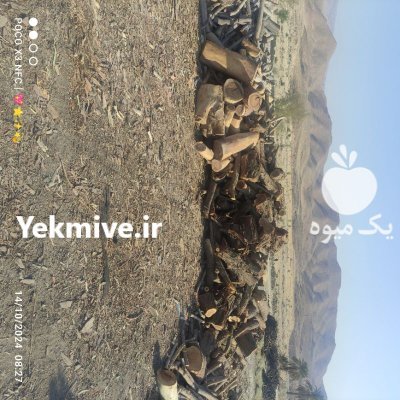 چوب فروش چوب در شیراز در گروه خرید و فروش انواع چوب در یکمیوه -عکس4