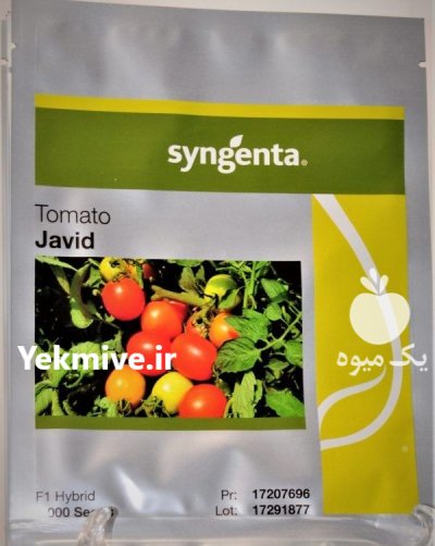 بذر گوجه فرنگی جاوید سینجینتا در بندرعباس در گروه خرید و فروش بذر گوجه در یکمیوه -عکس1