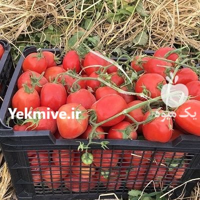 بذر گوجه مارول در گرگان در گروه خرید و فروش بذر گوجه در یکمیوه -عکس2