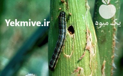 سم حشره کش مچ SYNGENTA در اصفهان در گروه خرید و فروش انواع سم در یکمیوه -عکس2