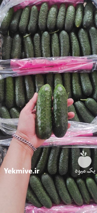 فروش خیار خاردار گلخانه ای یزد در گروه خرید و فروش خیار در یکمیوه -عکس1