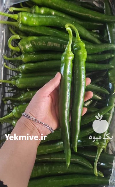 فلفل شمشیری گلخانه ای یزد در گروه خرید و فروش فلفل در یکمیوه -عکس1