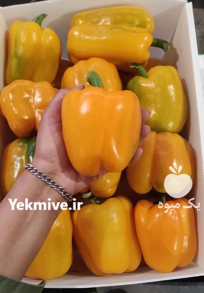 فلفل دلمه رنگی گلخانه ای یزد در گروه خرید و فروش فلفل در یکمیوه -عکس1
