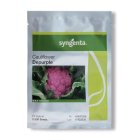 بذر گل کلم بنفش زودرس سینجینتا در ساری در گروه خرید و فروش بذر صیفی جات در یکمیوه