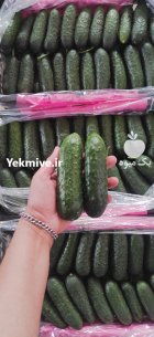 فروش خیار خاردار گلخانه ای یزد در گروه خرید و فروش خیار در یکمیوه