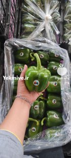 فلفل دلمه سبز گلخانه ای یزد در گروه خرید و فروش فلفل در یکمیوه