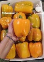 فلفل دلمه رنگی گلخانه ای یزد در گروه خرید و فروش فلفل در یکمیوه