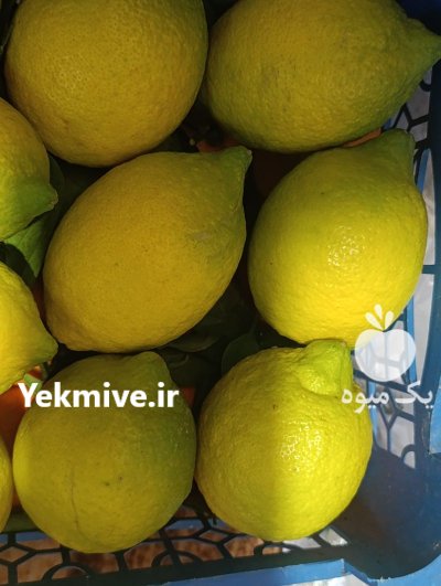 فروش ویژه لیمو ترش سنگی در ساری در گروه خرید و فروش لیمو ترش در یکمیوه -عکس2