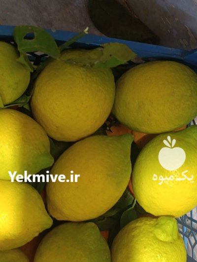 فروش ویژه لیمو ترش سنگی در ساری در گروه خرید و فروش لیمو ترش در یکمیوه -عکس3