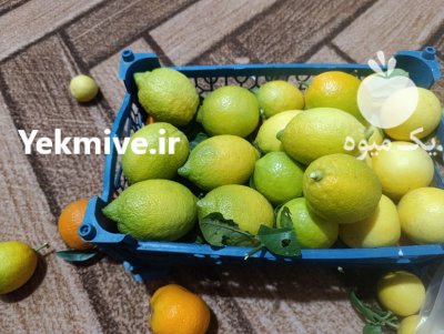 فروش ویژه لیمو ترش سنگی در ساری در گروه خرید و فروش لیمو ترش در یکمیوه -عکس4
