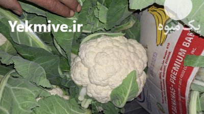 گل کلم سفید فروش گل کلم در گرگان در گروه خرید و فروش گل کلم در یکمیوه -عکس1