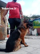 خرید فروش سگ ژرمن شپرد شولاین در کرج در گروه سگ و گربه در یکمیوه