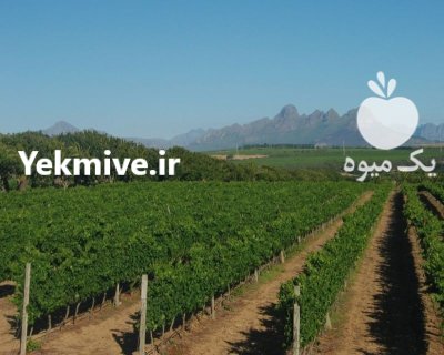 اوکسین بتن تاک تولید پایه فنس در تاکستان در گروه خرید و فروش فنس در یکمیوه -عکس4