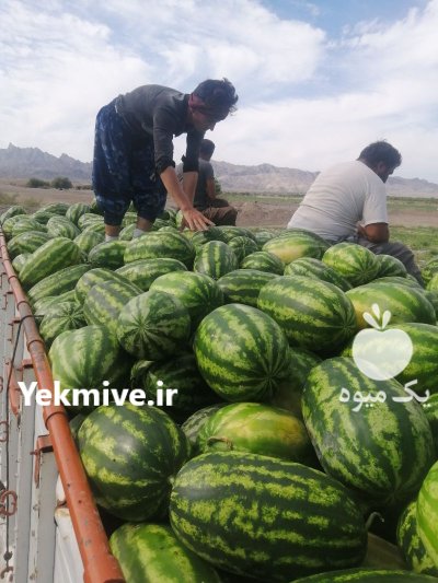 هندوانه بی 32 صادراتی در هشتبندی در گروه خرید و فروش هندوانه در یکمیوه -عکس1