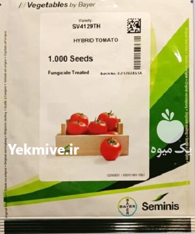 بذر گوجه گلخانه ای 4129 در سامان در گروه خرید و فروش بذر گوجه در یکمیوه -عکس1