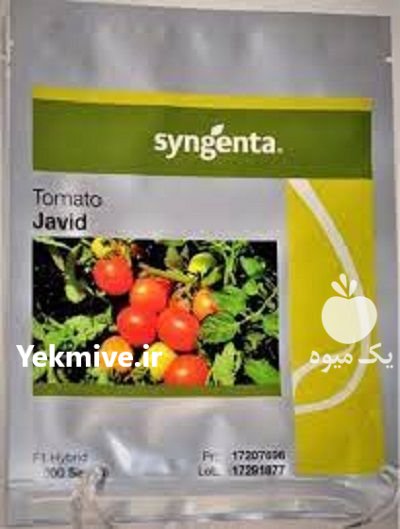 “بذر گوجه جاوید Javid F 1 ” در بار  در گروه خرید و فروش بذر گوجه در یکمیوه -عکس1