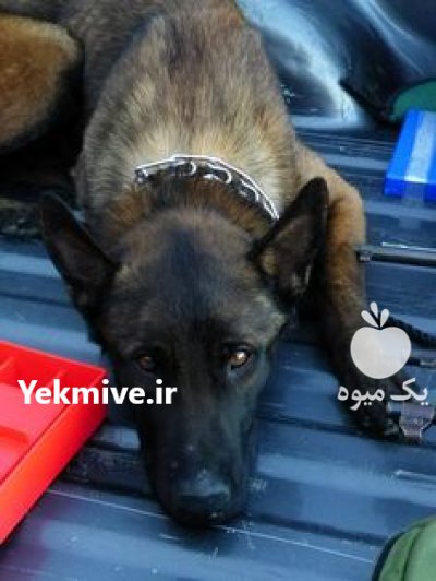 خرید و فروش سگ مالینویز در گرمدره در گروه سگ و گربه در یکمیوه -عکس1
