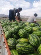 هندوانه بی 32 صادراتی در هشتبندی در گروه خرید و فروش هندوانه در یکمیوه