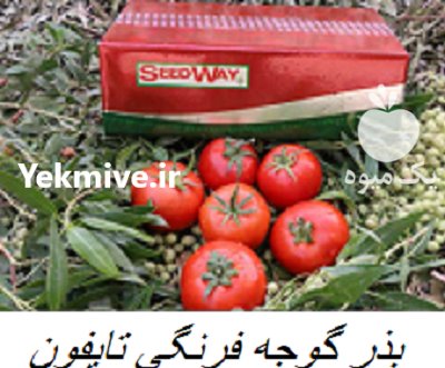 بذر گوجه تایفون در پارس آباد در گروه خرید و فروش بذر گوجه در یکمیوه -عکس1