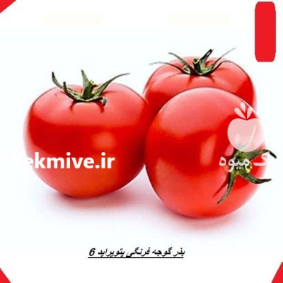 فروش بذر گوجه پتو پراید 6 در آرین شهر در گروه خرید و فروش بذر گوجه در یکمیوه -عکس1