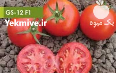 بذر گوجه فرنگی GS 15 در باباحیدر در گروه خرید و فروش بذر گوجه در یکمیوه -عکس1