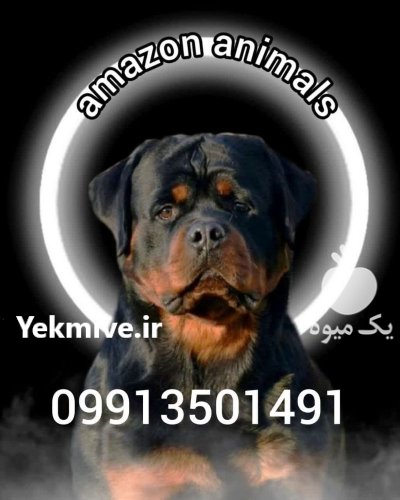 فروش سگ روتوایلر در مجموعه آمازون در بیرجند در گروه سگ و گربه در یکمیوه -عکس1