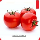 فروش بذر گوجه پتو پراید 6 در آرین شهر در گروه خرید و فروش بذر گوجه در یکمیوه
