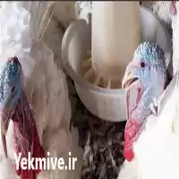 خریدار بوقلمون اماده کشتار در تهران در گروه مرغ و خروس و بوقلمون و اردک قو قاز در یکمیوه