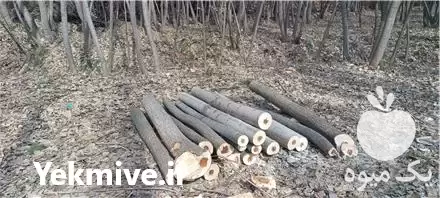 خرید و فروش چوب صنوبر در هرسین در گروه خرید و فروش انواع چوب در یکمیوه -عکس1
