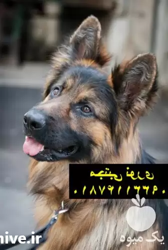 خرید فروش سگ ژرمن شپرد شولاین در مهر در گروه سگ و گربه در یکمیوه -عکس1