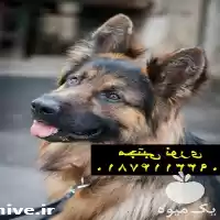 خرید فروش سگ ژرمن شپرد شولاین در مهر در گروه سگ و گربه در یکمیوه