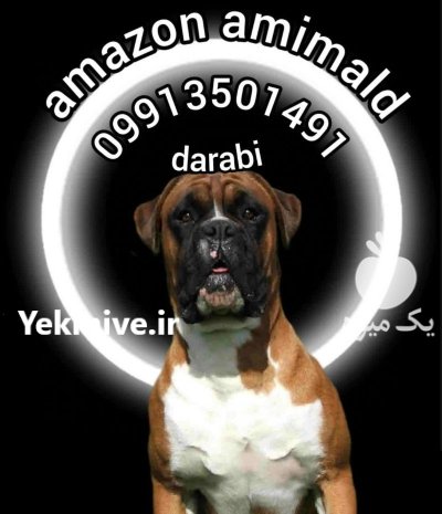 فروش سگ باکسر در مجموعه آمازون در تهران در گروه سگ و گربه در یکمیوه -عکس1