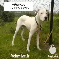 مرکز پرورش و فروش سگ داگو در مهر در گروه سگ و گربه در یکمیوه