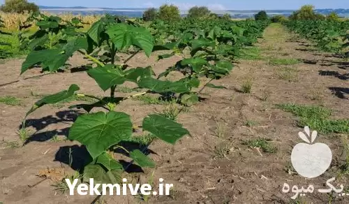 قیمت خرید نوار آبیاری قطره ای در ملکان در گروه خرید و فروش دستگاه آبیاری در یکمیوه -عکس1