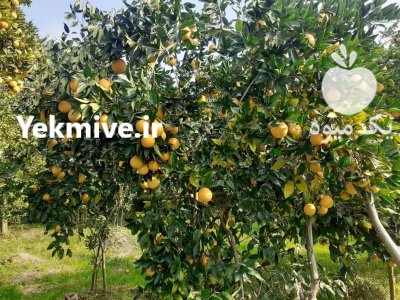 فروش پرتقال خونی درجه یک تنکابن در مازندران در گروه خرید و فروش پرتقال در یکمیوه -عکس1
